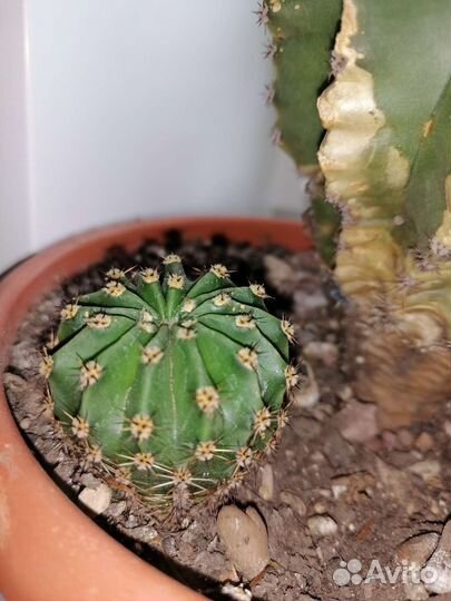 Кактусы и суккуленты