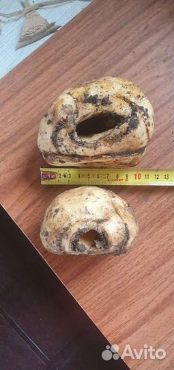 Рябчик императорский 