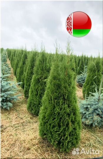 Туя с посадкой