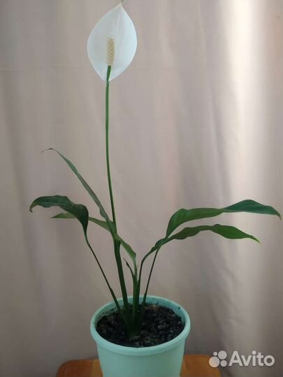 Спатифиллум 50см.с горшком