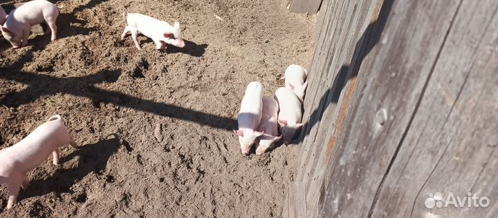 Поросята ландрас