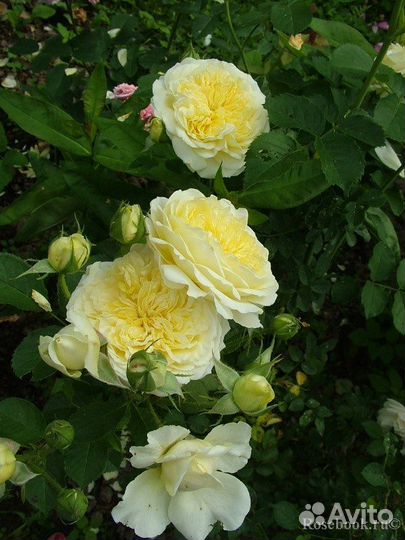 Роза пилгрим - английская селекция Дэвида Остина