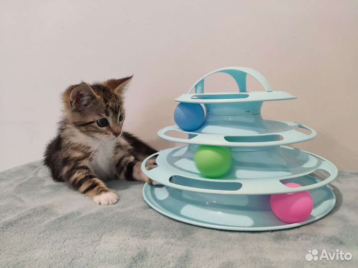 Котёнок девочка 2,5 месяца