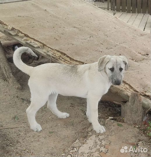 Крутой Шелдон