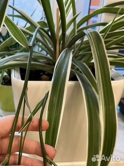 Хлорофитум лаксум