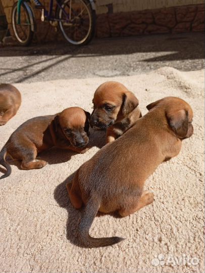 Отдам в добрые руки