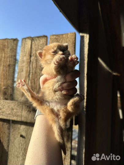 Отдам котят в добрые руки