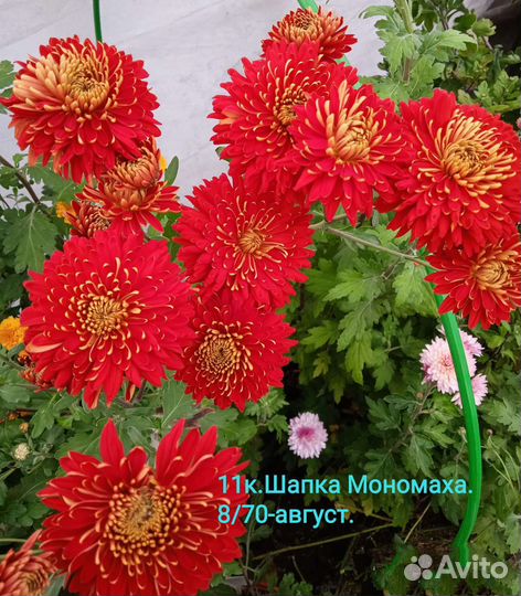 Хризантема