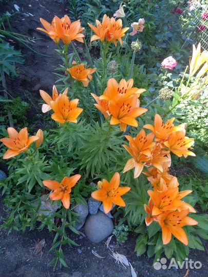 Дельфиниум,платикодон,хризантемы