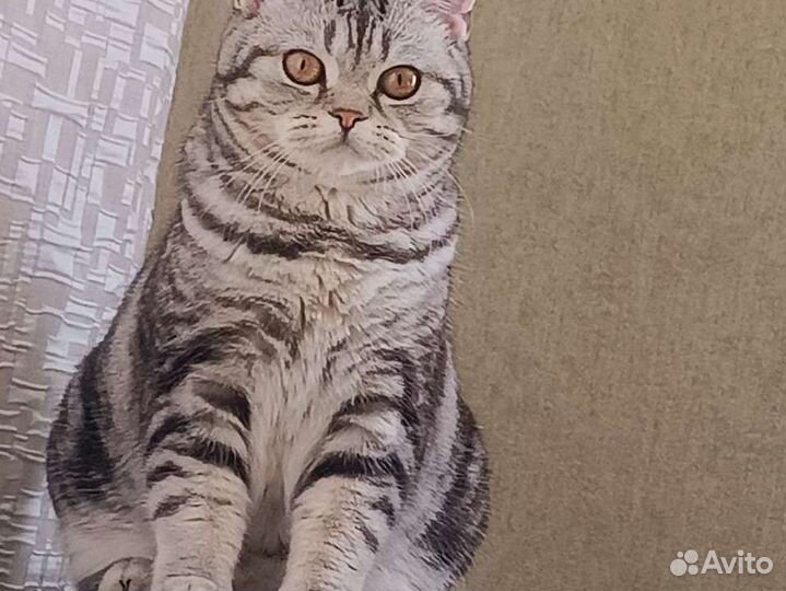 Британские котята девочки