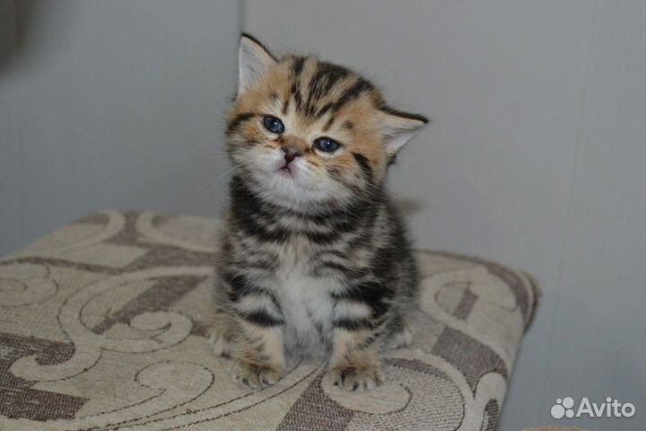 Шотландские котята(девочки)