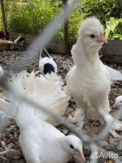 Куры петухи цесарки фазан перепелки