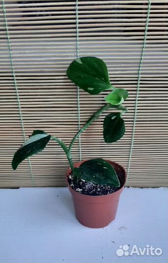 Филодендроны