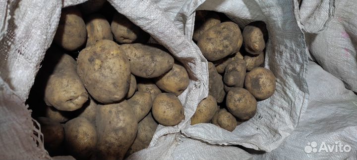 Продукты питания