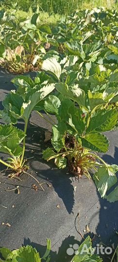 Саженцы клубники