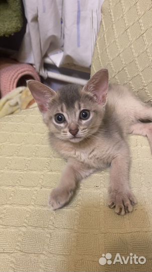 Абиссинские котята