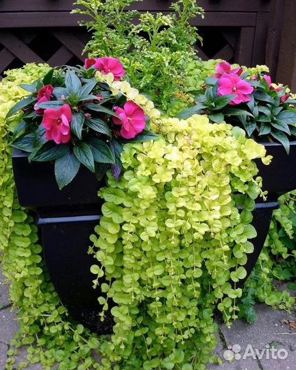 Лизимахия ампельная