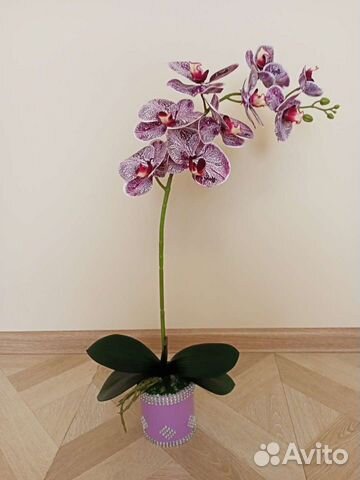 Орхидея латексная