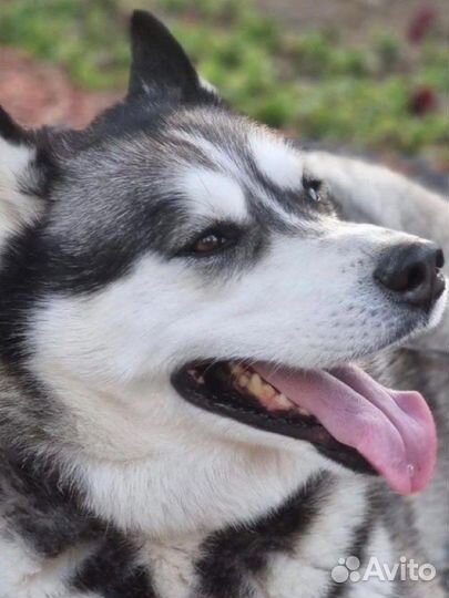 Сибирский хаски Алтай ищет дом