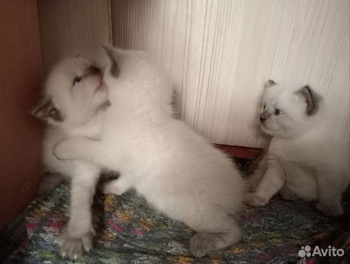 Тайские котята