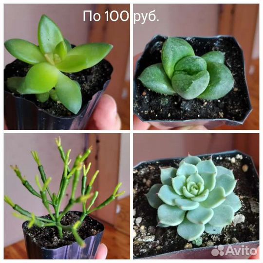 Суккуленты 2 в 1