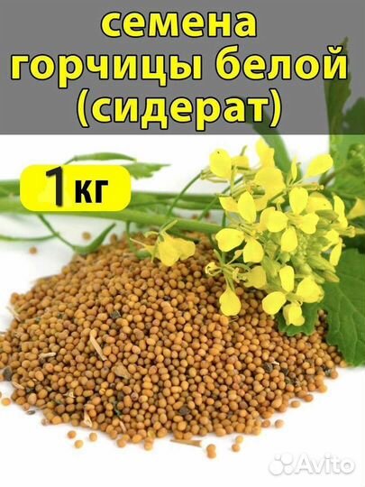 Семена горчицы