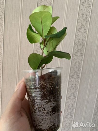 Фикус триангулярис