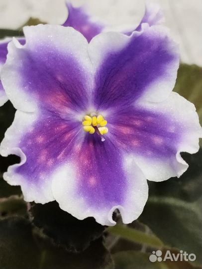 Фиалка детки