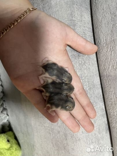 Джунгарские хомячки