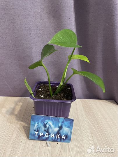 Эпипремнум марбл квин (Сциндапсус)