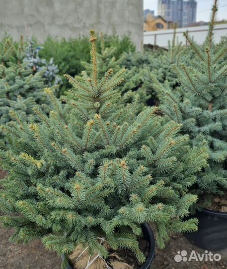 Ель Глаука - большой выбор от 50 см до 3,5 м