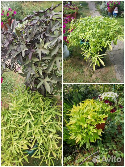 Ипомея батат