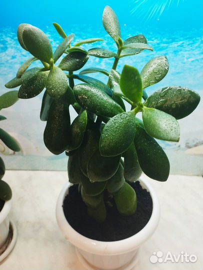 Денежное дерево толстянка крассула