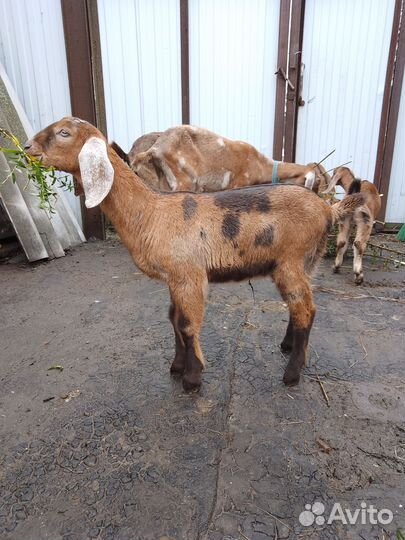 Нубийские козлята