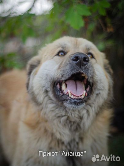 Собакам приюта Ананда нужны хозяева