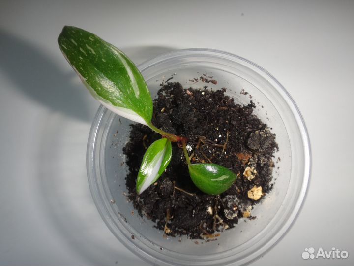 Филодендрон Розовая Принцесса