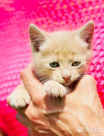 Котята в добрые руки москва