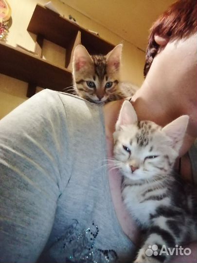 Бенгальская кошка