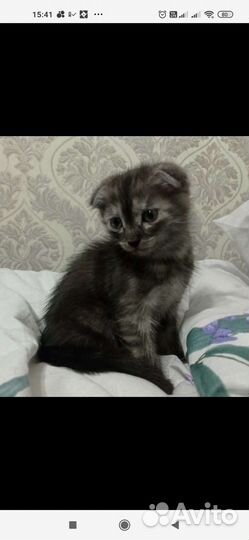 Котята в добрые руки мальчики