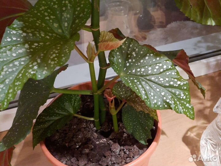 Комнатные растения