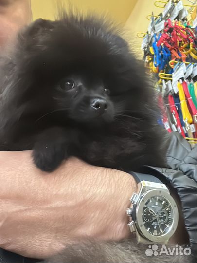 Померанский шпиц