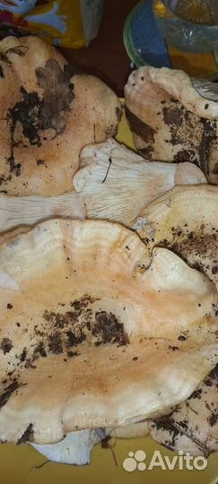 Грибы свежие