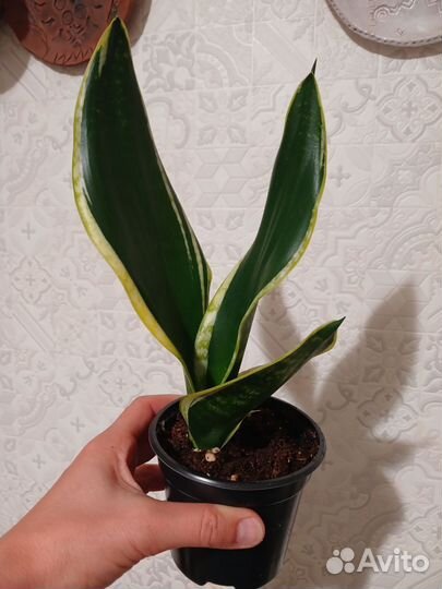 Сансевиерия сортовая