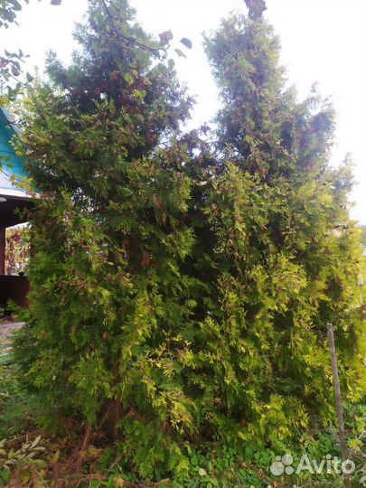 Туя Еллоу Рибон