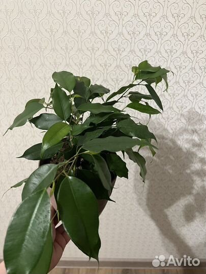 Фикус бенджамина