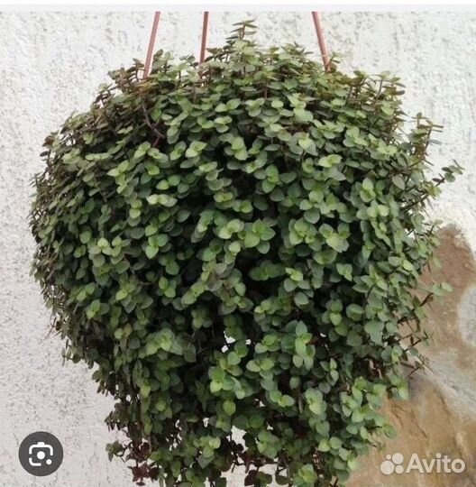 Коллизия Green