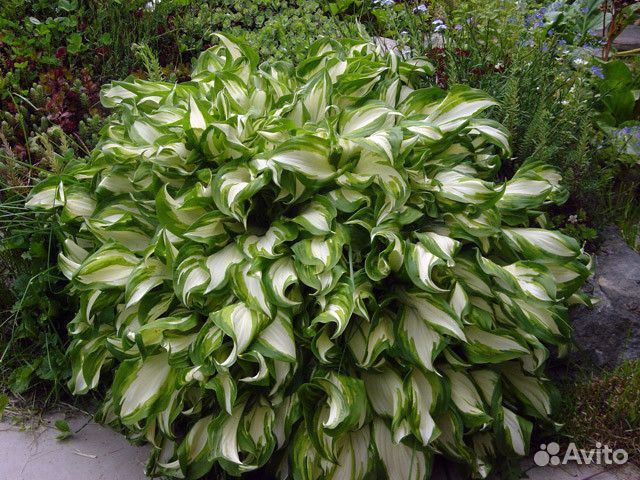 Цветы многолетние и кустарники