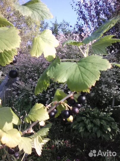 Саженцы черной смородины