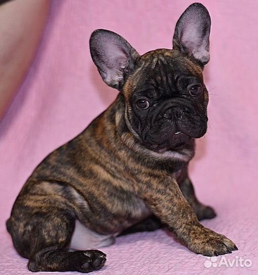 Мальчик и Девочка с родословной