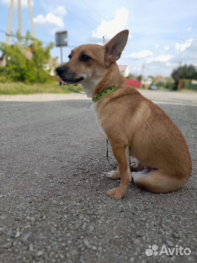 Собака маленькой породы